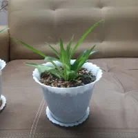 گل گندمی آپارتمانی زیبا و سر حال|گل و گیاه طبیعی|ملایر, |دیوار