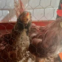 مرغ و خروس فروشی به همراه لانه