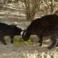 بز آبستن همراه بزغاله حراج|حیوانات مزرعه|خاش, |دیوار