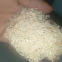 برنج چمپا