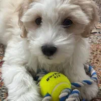 واگذاری سگ غیر رایگان