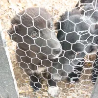 توله قدرجونی  نر و ماده