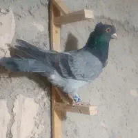 کله هما .با سبز کاکلی