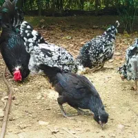 جوجه گلین لری اصل کرچ شو