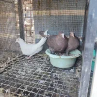 قره سرکه ای و الماسی ذات اصیل شهری با جوجه