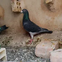 کفتر مسابقه ای