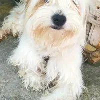 سگ شیتزو تمیز تمیز|سگ|برازجان, |دیوار