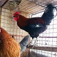 یک‌عدد خروس