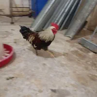 خروس  محلی خوشگل