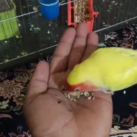 طوطی برزیلی