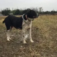 سگ قدرجونی ۶ انگشت ۲نیم سال