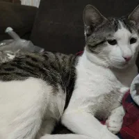 واگذاری گربه ی خونگی