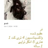 واگذاری گربه فقط در رشت|گربه|رشت, پاره بیجار|دیوار