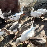 غاز|حیوانات مزرعه|طاهرگوراب, |دیوار