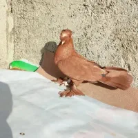 کبوتر|پرنده|مبارکه, |دیوار