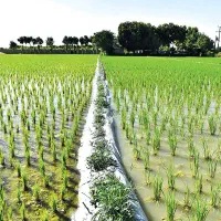 فروش فوری زمین کشاورزی