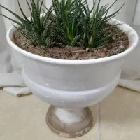 گل سبز|گل و گیاه طبیعی|مرند, |دیوار