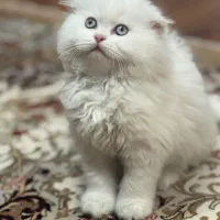 گربه میکس اسکاتیش پرشین سفید