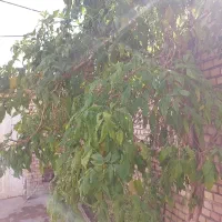 یه سگ پیدا شده