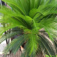 فروش گل سیکاس