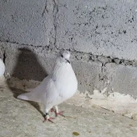 فروش ۸ عدد کار درست|حراج|شاهرود, |دیوار