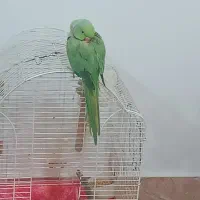 طوطی ملنگو|پرنده|کلاچای, |دیوار