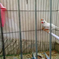 فنچ|پرنده|شیراز, شهرک والفجر|دیوار