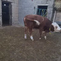 گوساله نر