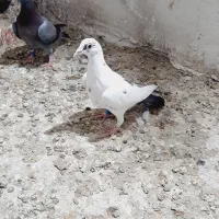 مسافتی