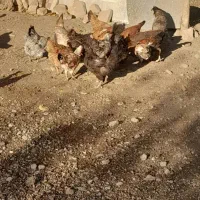 مرغ وخروس|حیوانات مزرعه|بیلوار, |دیوار