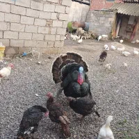 فروش بوقلمون یک نر دو ماده