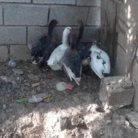 ۵ عدد غاز سر حال وسالم به فروش میرسد|حیوانات مزرعه|چمران, |دیوار