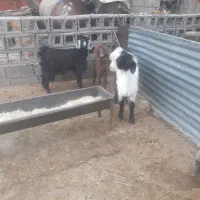 بزغاله نر وماده چاق موجود است