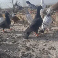 ۲۲پرنده شب بازی فروشی