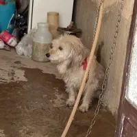 نوع سگ|سگ|قروه, |دیوار