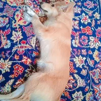 نژاد یونانی (کوکونی)|سگ|محمدشهر, شهرک پیام (مهرالبرز)|دیوار