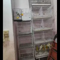 عنوان قفس پرنده|لوازم جانبی حیوانات|بوشهر, |دیوار