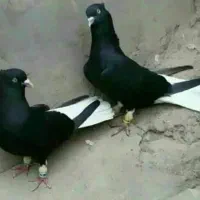 اشعل