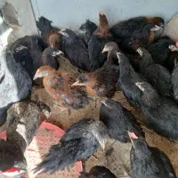 نوچه نیمچه سه ماهه بلک استار