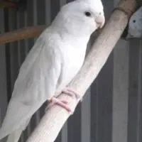 طوطی گمشده|حیوانات|لولمان, |دیوار