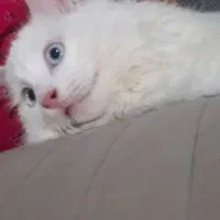 گربه سفید چشم آبی نژاد دار ۸ ماهه