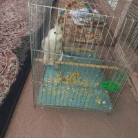 یه جفت جوجه عروس هلندی دوماهه|پرنده|پیر بکران, |دیوار