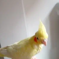 جوجه عروس هلندی لوتینو زعفرونی اصل|پرنده|اندیشه, اندیشه فاز ۱|دیوار