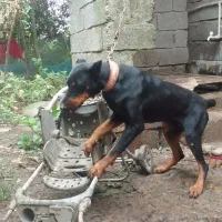 ۲ سگ نگهبان|سگ|آستانه اشرفیه, |دیوار