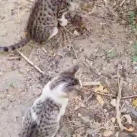 ۶ عدد گربه واگذاری|گربه|اندیشه, اندیشه فاز ۱|دیوار