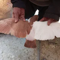 کبوتر چادری