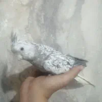 سه عدد عروس هلندی وایت فیس مرواریدی