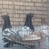 چهار عدد سیندار خواهر برادر پریده