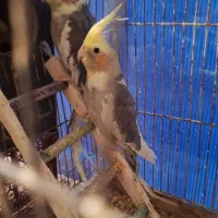 عروس هلندی نر وماده دون خور مادر.|پرنده|کاشان, سوریجان|دیوار