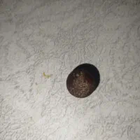 شهاب سنگ|کلکسیون اشیاء عتیقه|سنندج, |دیوار